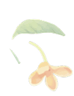 金木犀イラスト