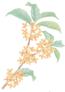 金木犀イラスト